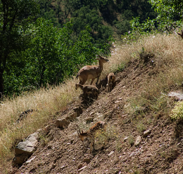 Master wildlife photography in Kumrat Valley with sunrise spots, drone rules, ethical tips, and top photo experiences with Heaven on Earth Resort.