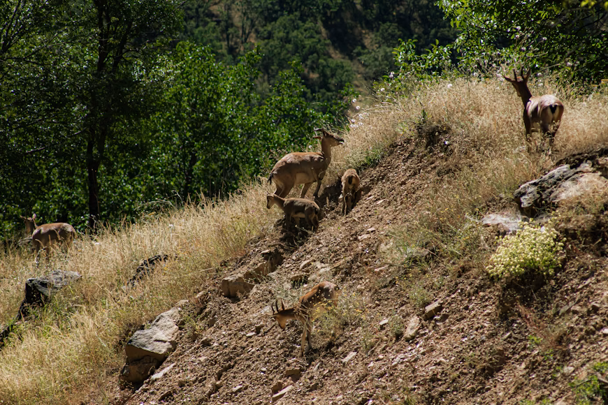 Master wildlife photography in Kumrat Valley with sunrise spots, drone rules, ethical tips, and top photo experiences with Heaven on Earth Resort.