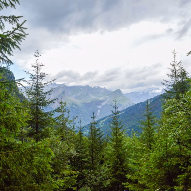 Experience the healing power of Kumrat forest exploration. Discover ancient Deodar trees in Pakistan and enjoy a nature therapy retreat.